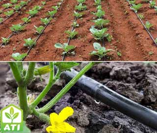 drip irrigation